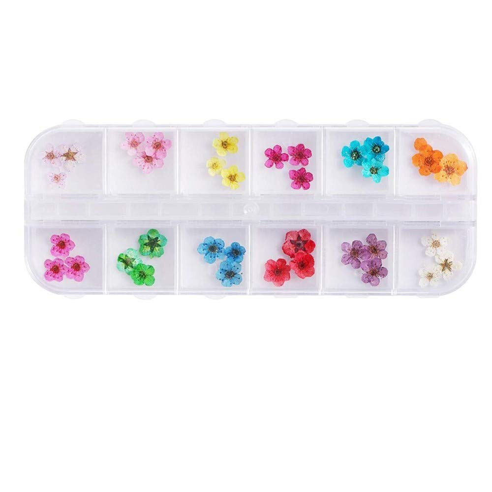 Nail Art Dry Flower 12 Grid Boxed Colorful Daisy Gypsophila Real Flower Nail Jewelry