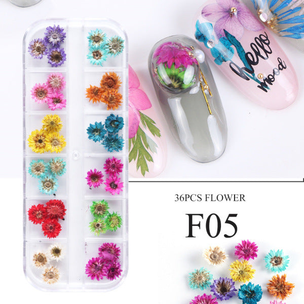 Nail Art Dry Flower 12 Grid Boxed Colorful Daisy Gypsophila Real Flower Nail Jewelry